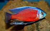 Copadicromis cadango: вміст, сумісність, розведення, фото